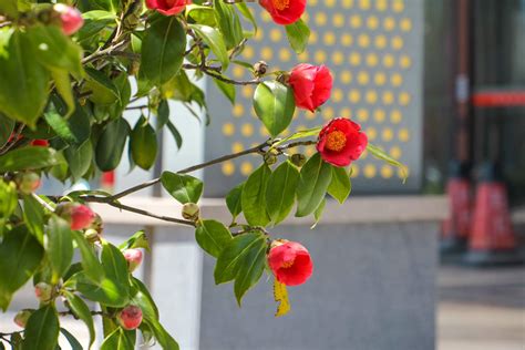 茶花風水|茶花的风水寓意是什么